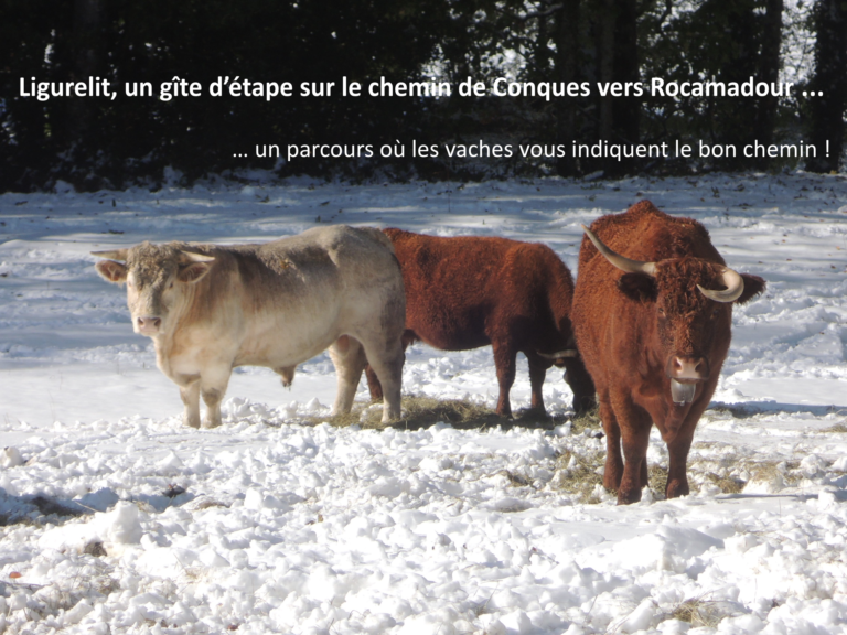 Vaches du Cantal - Gîte Ligurelit